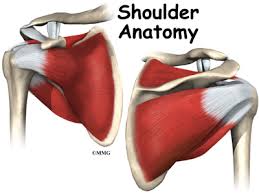 Webmd's shoulder anatomy page provides an image of the parts of the shoulder and describes its the rotator cuff is a collection of muscles and tendons that surround the shoulder, giving it. Shoulder Anatomy Orthogate