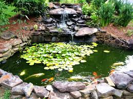 Building a pond is a great way to add character and serenity to your outdoor environment, but there are some important use this backyard pond planning guide before you jump in with both feet. How To Make A Beautiful Goldfish Pond Dengarden Home And Garden