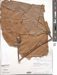 Image result for Clappertonia polyandra