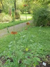 Image result for Leonotis nepetifolia