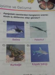 Balina Ve Kopek Baligi Ic Dollenme Mi Yasar Yoksa Dis Dollenme Mi Bu Soru Kafami Karistirdi Eodev Com