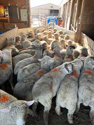 VanWell Livestock Inc