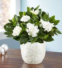 Thanks to winter blooming houseplants, you can warm up the cold months with a beautiful. Indoor Winter Plants Will Transform Your Home Into A Warm And Welcoming Winter Retreat Winter Flowers Winter Plants Plant Gifts