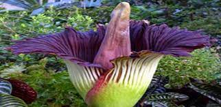 Inilah gambar bunga raksasa asli indonesia yang bunga ini diberi nama yang tidak lazim dan menyeramkan yaitu bunga bangkai!. Tumbuhan Langka Di Indonesia Flora Dilindungi Tumbuhan Yang Dilindungi Kepunahannya Di Indonesia Endangered Plants In Indonesia Berbagaireviews Com