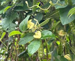 Image result for Macrotyloma tenuiflorum