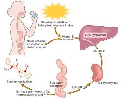 Vitamin D Activation Vitamins For Skin Vitamins Nurse Life