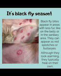 Image result for cuterebriasis in dogs