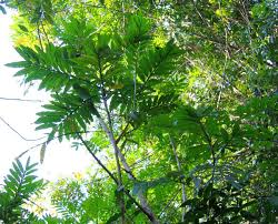 Image result for Filicium decipiens