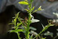 Image result for Laggera crispata