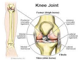 The posterior and inferior surfaces connect with the tibia and menisci of the knee a femoral fracture that includes the femoral head, femoral neck or the shaft of the femur immediately below the lesser trochanter, particularly. Bones The Knee Doc