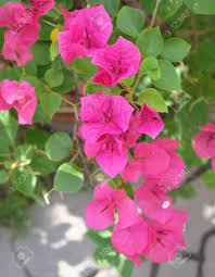 Then, fill a spray bottle with water and a few drops of paint, and spray the paper with one color at a time. Beautiful Fresh Pink Bougainvillea Flowers Or Paper Flowers Blooming On The Green Tree Stock Photo Picture And Royalty Free Image Image 91709115