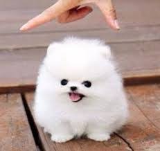 Perritos Bebes Tiernos Buscar Con Google Cute Funny Baby Videos Pomeranian Puppy Animals Perros musculosos perros y gatos tiernos perritos tiernos perros bellos perros y cachorros lindos perros graciosos mascotas bonitas animales bebe bonitos perros bonitos. perritos bebes tiernos buscar con