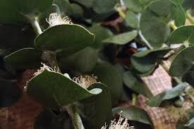 ユーカリの木の種類まとめ 葉の効能や毒性 花言葉は Horti ホルティ By Greensnap
