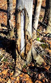 I told him i would research and ask more about whether this method is truly better than just pruning and if any of you does this. Sunscald On Trees Prevention Garden Myths