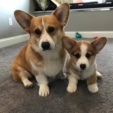 Pm for details or call 719.343.0856 amy. Corgi Playful Corgi Puppies Ready For Their New Homes Facebook
