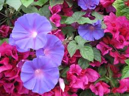 Pin On My Morning Glory Addiction