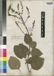 Image result for Coleus hadiensis