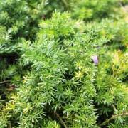 Image result for Asparagus suaveolens