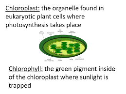 We did not find results for: Photosynthesis Cellular Respiration Ppt Download