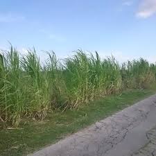 Ingin aku menjadi bagian rumput yang hidup di tepi jalan ingin aku setegar dan sekokoh sang rumput. Memotong Rumput Gajah Dengan Benar Meningkatkan Produksi Pakan Pakan Ternak Ruminansia Unggas