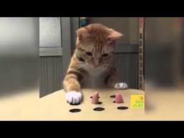 beste lustige katzen und hunde 2016 katze schlagt fehl hund nicht lustige haustiere lustige katzen und hunde lustige katzen lustige haustiere