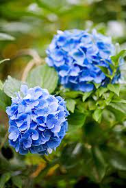 21 Beautiful Flowering Plants For Wet Soggy Spots In Your Garden Hydrangea Not Blooming Wet Flowers Hydrangea Shade