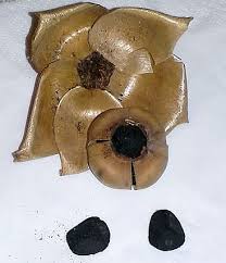 Image result for Merremia tuberosa