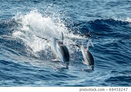 Baby Newborn Dolphin While Jumping In The Sea Stock Photo 69458247 Pixta