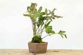 Image result for Pyrrosia