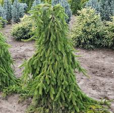 With its baby blue foliage and funky form, your weeping blue spruce will be the center of attention in your landscape. Picea Test Flashcards Quizlet