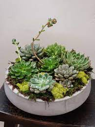 I enjoy making these succulent dish gardens, or succulent pizzas. Xl Succulent Dish Garden By Simply Flowers