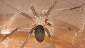 Use these pictures of brown recluse spiders to find out if you have one in your home. Dangerous Pests The Brown Recluse Spider In Michigan