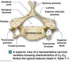 Is that vertebra is any of the small bones which make up the backbone while vertebrae is ; Major Components Of A Typical Vertebrae And The Vertebral Canal Human Anatomy And Physiology Human Bones Anatomy Medical School Studying