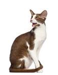 Oriental Bicolor Cat Info, Temperament, Care, Training ...