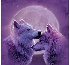 Search free wolf wallpaper wallpapers on zedge and personalize your phone to suit you. Love Wolves Wallpapers Top Free Love Wolves Backgrounds Wallpaperaccess