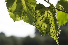Image result for Colomerus vitis