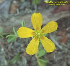 Image result for Oxalis corniculata