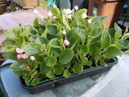 Category Propagators Allan Faulds
