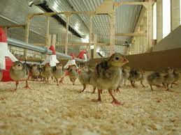 Photo about a bronze orlopp turkey hen resting in the shade. Orlopp Bronze Turkey Hybrid