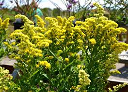 To 3 feet tall and 2 feet wide. How To Plant A Cut Flower Garden Fairview Garden Center