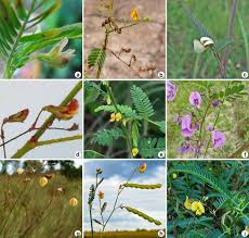 Image result for Aeschynomene sp. B