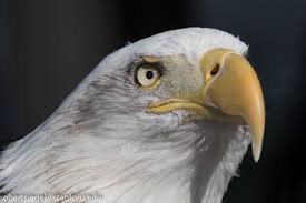 We did not find results for: Bird Eyes