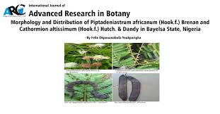 Image result for Cathormion altissimum