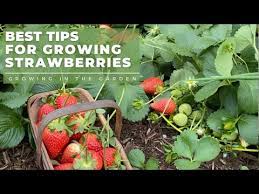 We did not find results for: Strawberry Supports Protect Berries With This Strawberry Plant Cradle