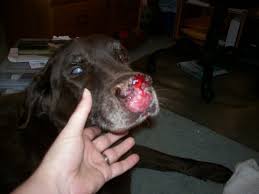 How common is cancer in dogs, and what are some of the common. All About Asbestos