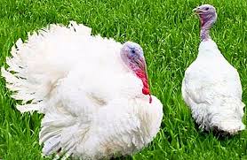 It depends on the method, but thawing a turkey typically takes anywhere from several hours to a few days. Growing Poults At Home Useful Tips For Beginners Poultry Farming