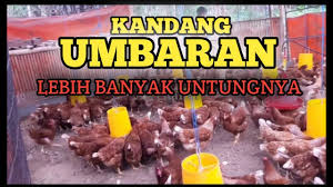 Maybe you would like to learn more about one of these? Kandang Ayam Petelur Sistem Umbaran Fulll Youtube