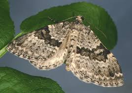 Image result for Entephria caesiata