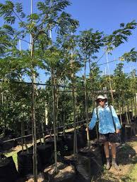 Image result for Albizia adianthifolia