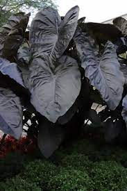 Great savings & free delivery / collection on many items. Elephant Ear Growing Tips How To Care For Elephant Ear
